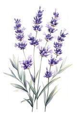 Fototapeta premium Delicate lavender blooms a serene watercolor illustration capturing the essence of nature's beauty and tranquility
