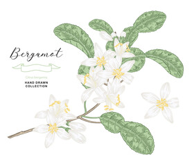Bergamot flowers. Citrus bergamia plant isolated on white. Vector illustration botanical. Hand drawn engraving style.