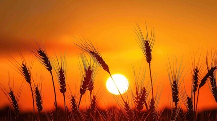 silhouettes of wheat against the background of the Golden sun falling over the horizon --ar 25:14...