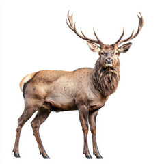 Fototapeta premium Majestic stag with antlers standing proudly on white background