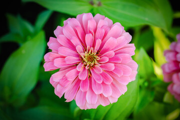 Obraz premium beauty zinnia flower blossom in garden