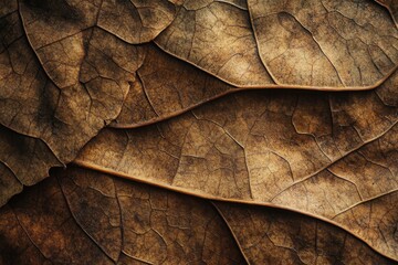 Dried Leaf Layers Textured Brown Autumn