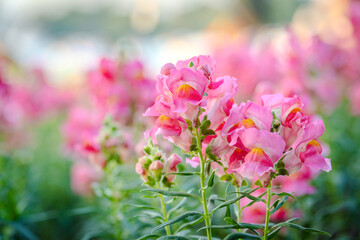 pink dragon flowers or antirrhinum flowers blooming in spring garden