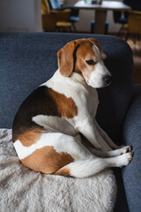 Cute Beagle dog sitting on sofa