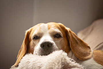 Cute Beagle dog sleeping on sofa