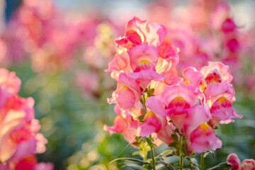 pink dragon flowers or antirrhinum flowers blooming in spring garden