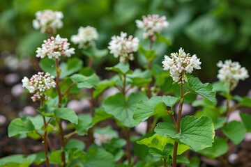 White and pink flowers of persicaria polymorpha growing in garden