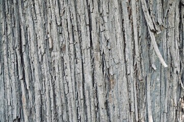 The image showcases a close-up view of tree bark, emphasizing its intricate texture and natural patterns.