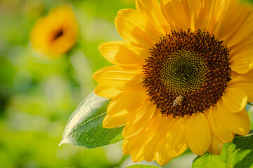 Naklejka premium beauty yellow sunflower blossom in garden