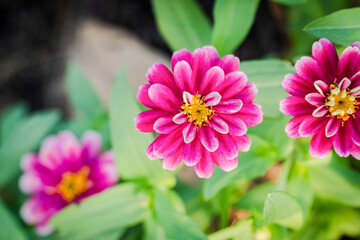 beauty pink zinnia flower blossom in garden