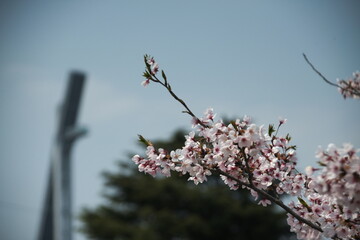 別府市　別府公園
