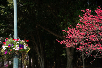 別府市　別府公園