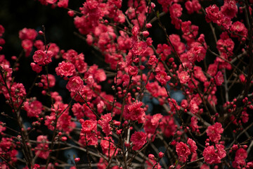 別府市　別府公園