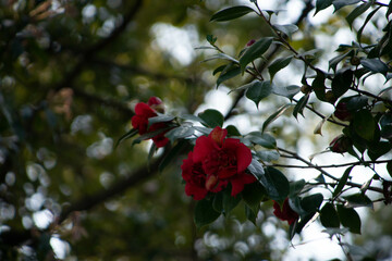 別府市　別府公園