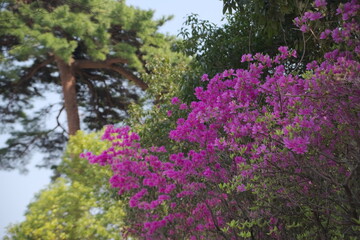 別府市　別府公園