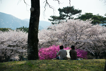 別府市　別府公園