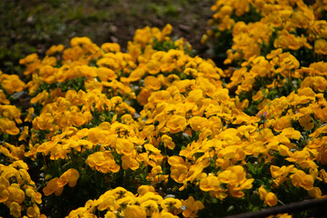 別府市　別府公園