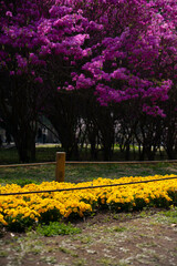 別府市　別府公園