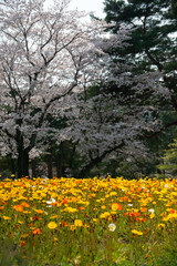 別府市　別府公園