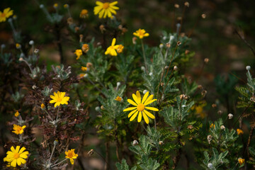 別府市　別府公園