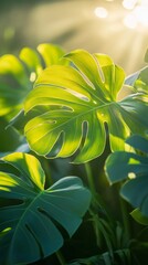 Obraz premium Beautiful sunlight shining through the green leaves