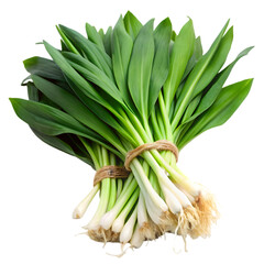 Obraz premium raw organic green ramps on transparent background