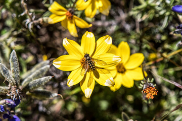 bee on yellow flower