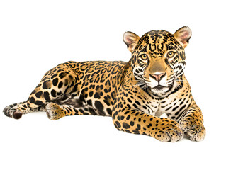 portrait of a jaguar panthera leo