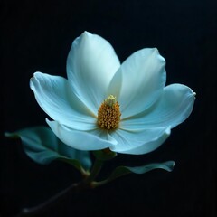 Elegant White Flower in Soft Light
