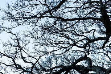low-angle view of the bare tree in winter