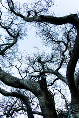 low-angle view of the bare tree in winter