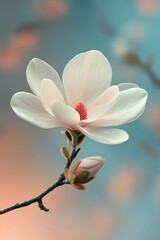 Obraz premium Close-Up View of a Vibrant White Magnolia Blossom Against a Delicate Pastel Background