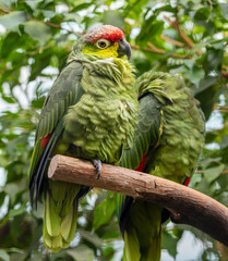 Close-up view of a Lilacine amazon (Amazona lilacina)