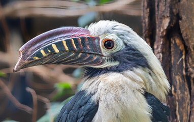 Close-up view of a male Visayan hornbill (Penelopides panini)