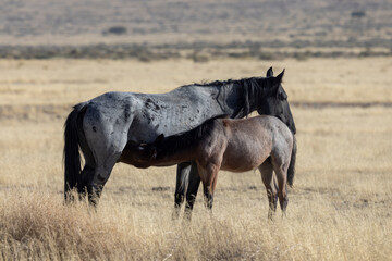 Fototapeta premiumWild Horse Mare and Foal in the Utah Desert in Autumn