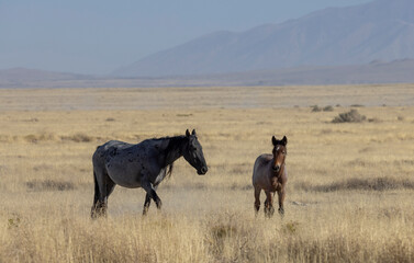 











Wild Horse Mare and Foal in the Utah Desert in Autumn