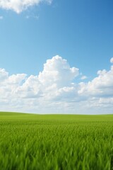 Obraz premium there is a field of green grass with a blue sky in the background