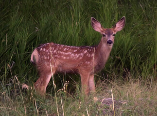 Mule Deer Fawn