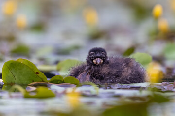 junger Zwergtaucher schwimmt in einem Teich mit blühenden Wasserpflanzen - aufgenommen aus dem floating hide