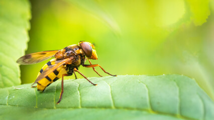Wasp mimic hoverfly - Volucella inanis