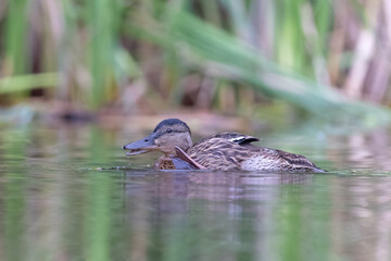 schwimmende Stockente - aufgenommen aus dem floating hide