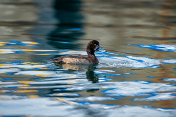 Pasbaş patka (Aythya nyroca), ördekgiller (Anatidae) familyasından orta büyüklükte bir dalıcı ördek türü.