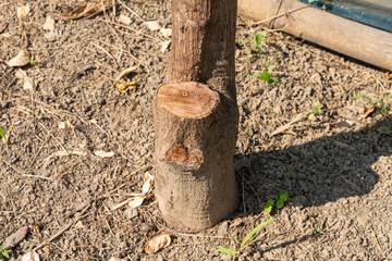 Photo of a tree stump that has been cut down.