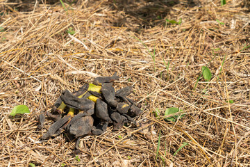 A bunch of withered bananas was left on the straw.