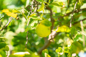 Ripe key lime fruits on a key lime tree