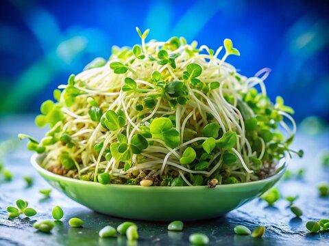 Vibrant Green Alfafa Sprouts: Healthy Salad Starter, Fresh Alfalfa Sprout Bowl, Nutritious Alfalfa Garnish, Superfood Alfalfa Recipe