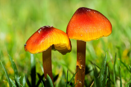Champignons orange rouge lumineux vibrant sur arri&egrave;re-plan vert flou. Hygrocybe conique.