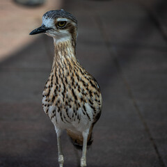 A Bushsone Curlew