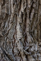 bark of a tree close up