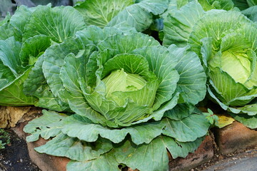 Green background with cabbage leaves.